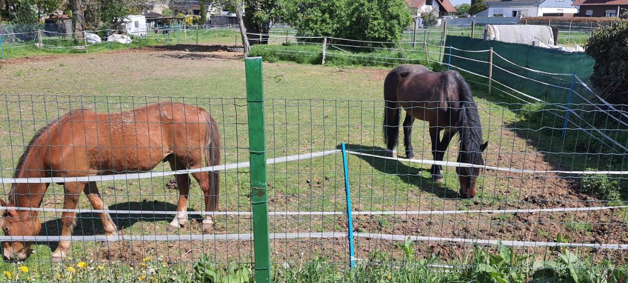 Gaeste Haus Am Homestay